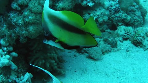 NO SOUND - A pair of bannerfish