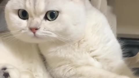 Cute white cat