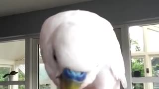 Budgie Eating Strawberry