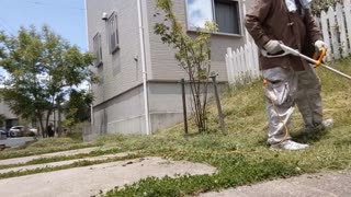Cutting back the overgrown front yard