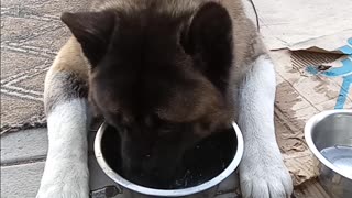 Akita Lays down to drink