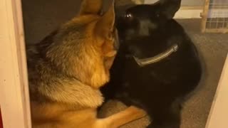 Doggy best friends show each other some unconditional