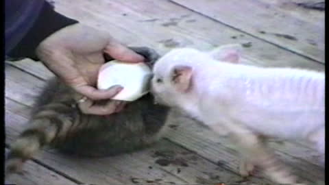 Baby Pig And Raccoon Have Adorable Battle Over Mom’s Milk Bottle