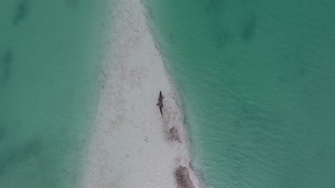 A ferocious alligator attacks marine animals to eat them