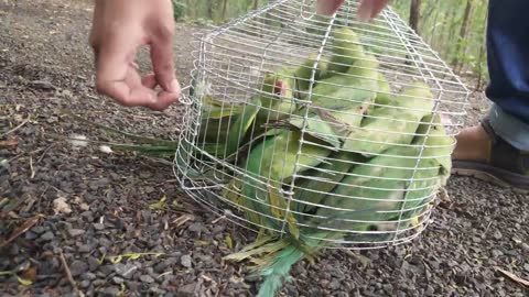 Releasing 13 Parrots _ in Bairagarh , Bhopal , M.P