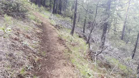 Steep Forest Hiking Up Deschutes National Forest – The Black Butte Trail – Central Oregon – 4K