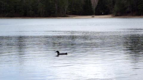 Loon swimming on White Deer Lake