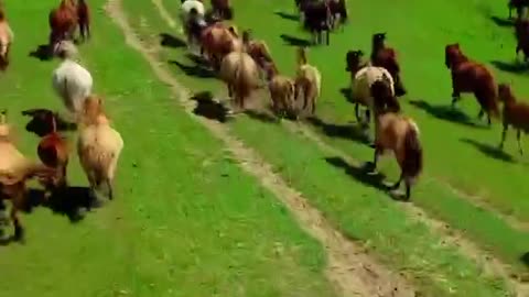 Horses galloping on the grassland