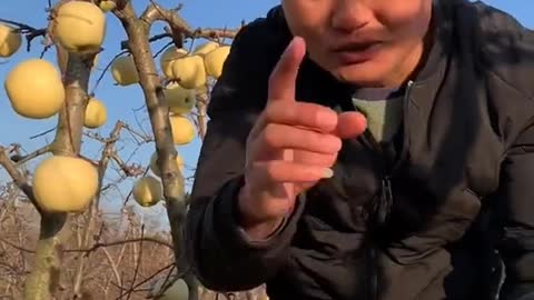 Farm Fresh Ninja Fruit Cutting Desi Satisfying Fruit Ninja Fruit Ideas | Amazing Fruits Video