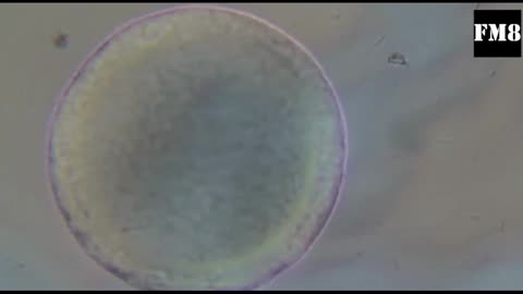 Graphene Oxide in a sample dried for 16-days