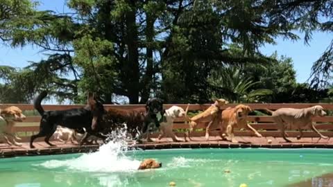 Dogs Race to Enjoy Dip in Pool