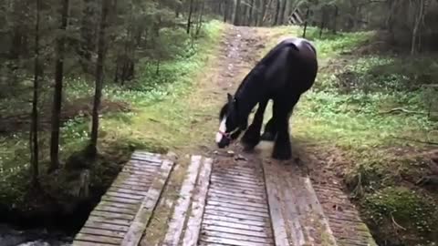 Horse decides to find "better" way to cross stream