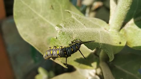 CATERPILLAR ! BEAUTIFUL !! FULL HD !! CATTERPILLAR !!!!