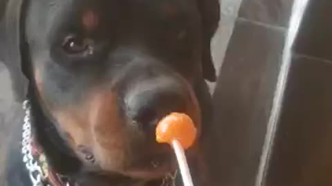 Dog Eating lolipop #dog || Dog short Video