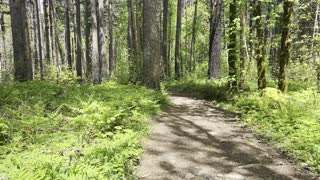 Leaving the Dry Creek Falls Area – Columbia River Gorge – Oregon – 4K