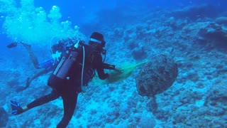 Scuba Divers Save Sea Turtle Tangled in Net