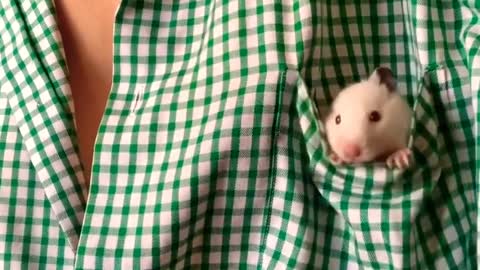 Cute Rats coming out of pockets mouse 🐁#cute #mouse #shorts #rat