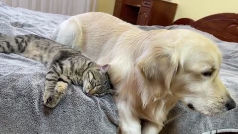 Cute Kitten Goes From Being Afraid of Golden Retrievers to Snuggling to Sleep