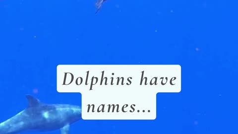 DID YOU KNOW THAT DOLPHIN HAVE NAMES? 😳🤯