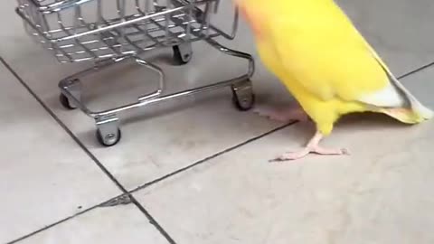 Amazing smart parrots mama special collection --🐥😍funny#parrot compilation videos 2021