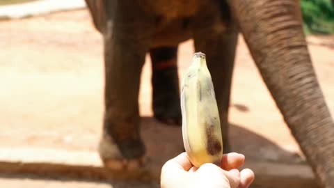 Feeding elephant