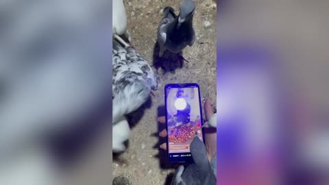 Pigeons Peck Owners Phone As It Plays Video Showing Another Bird Tucking Into Huge Pile Of Seed
