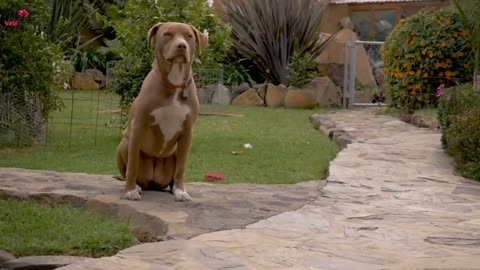 Dog Barks At Babysitter,So Mom Hides Camera On Hair