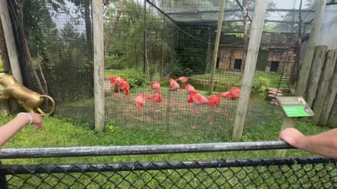 Toronto zoo pink flamingos
