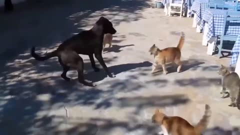 Dog quarrel with cats very funny clip