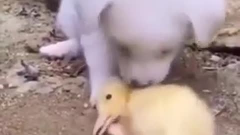 Cute puppy helping small duck