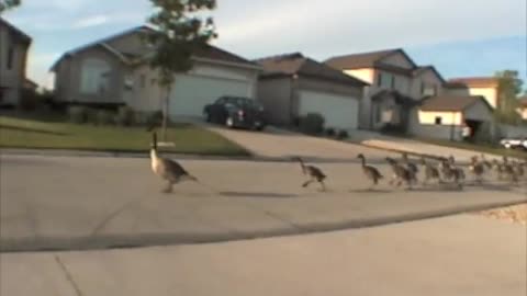 Geese jogging down the road