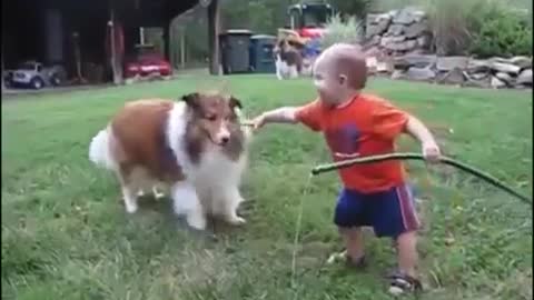 A very funny child playing with a dog with water - the best funny kids clipsg