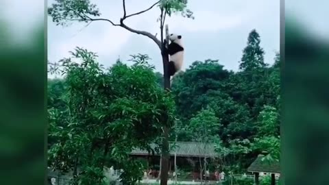 Cute Funny Pandas