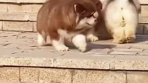 Funny Cat's and Dogs Compilation