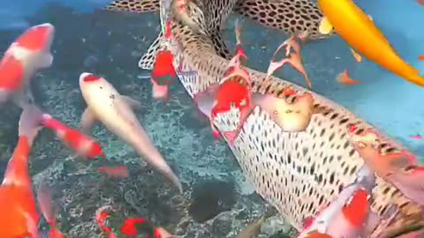 Beautiful fishes found inside the sea along with Islamic sounds