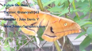 Beautiful Rare Polyphemus Moth Florida
