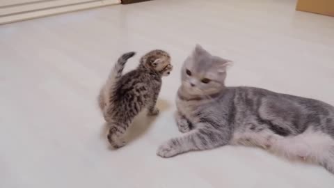 “Go to sleep! A cute kitten who rebels against his mother and attacks her, only to get hit back.