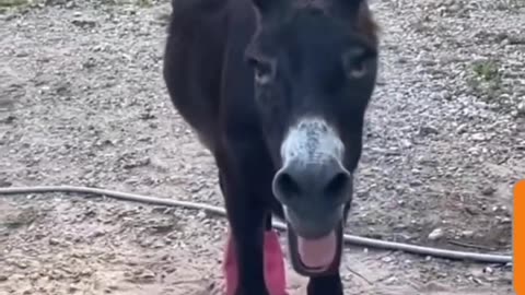 Heartbreaking Moment: Donkey Mourns the Loss of Best Friend"