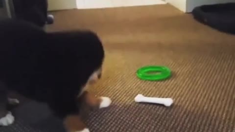 Playful Puppy Plays Hot And Cold With Toy Bone