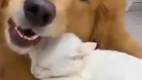 Dog and cat got friendship