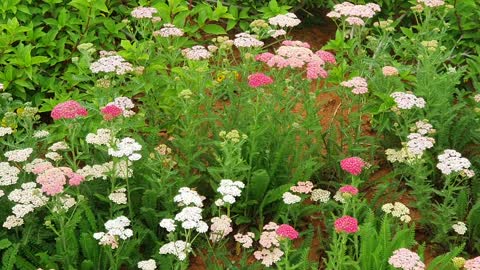 Flowers swaying in the wind