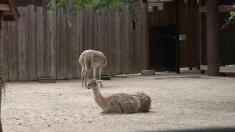 Animals in national Zoo, many animals 2