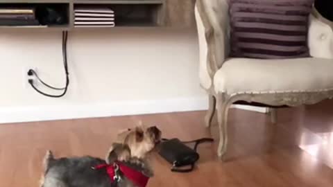 Small brown dog in red harness jumps up slow motion high five