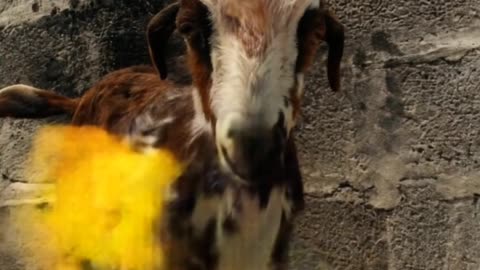 Fire goat