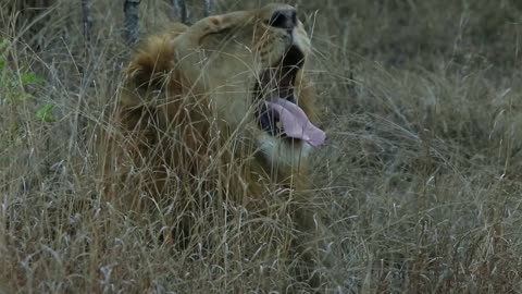 Male African lion yawns and licks his whiskers