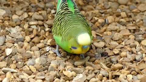 Watch the Budgie Eating with great music