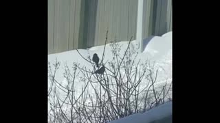 Nature video: birds come & go, nothing to behold, sparrows