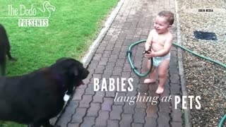 Babies laughing At pets 😁