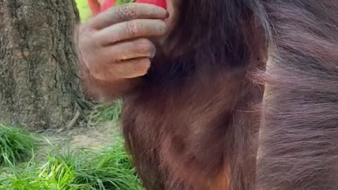 Nice tomato orangutan