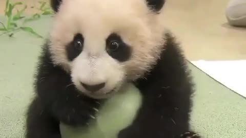 Funny and Cute Animals Videos 😂😍